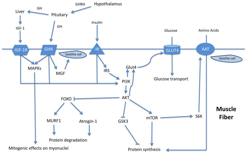 An external file that holds a picture, illustration, etc. Object name is nihms885657f1.jpg